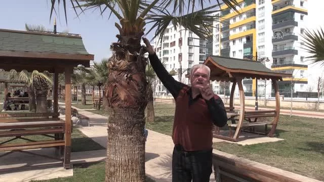 DİYARBAKIR - Belediye tarafından dikilen palmiye ağaçları kent sakinlerini mutlu etti