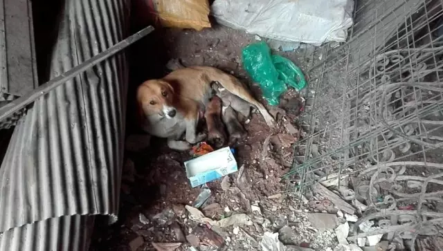 Minik kalpleri, yürekleri ısıttı Minik kalpleri, yürekleri ısıttı