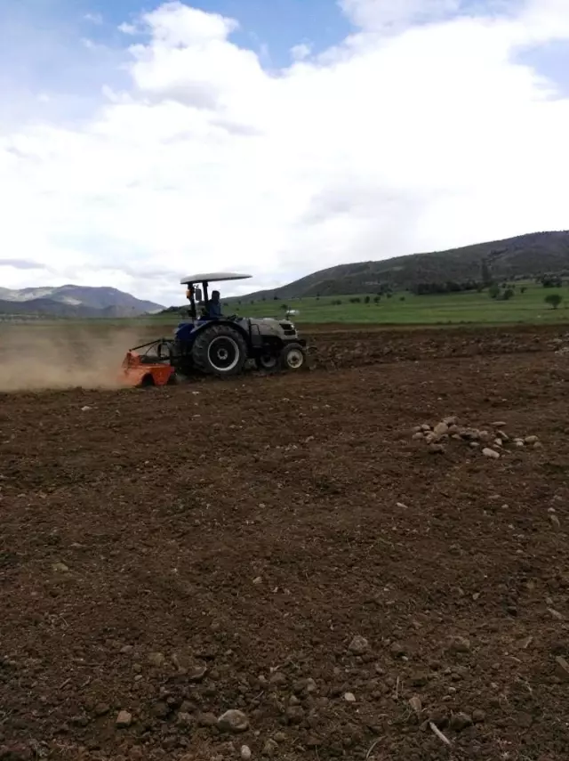 Organik siyez buğdayına talep artınca, üretim alanı genişletilmeye başlandı Organik siyez buğdayına talep artınca, üretim alanı genişletilmeye başlandı