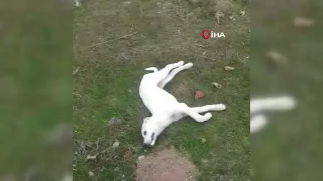 Son dakika haberleri! Polatlı'da 22 köpek zehirlenerek öldürüldü Son dakika haberleri! Polatlı'da 22 köpek zehirlenerek öldürüldü