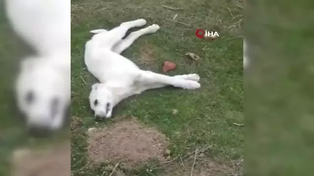 Son dakika haberleri! Polatlı'da 22 köpek zehirlenerek öldürüldü Son dakika haberleri! Polatlı'da 22 köpek zehirlenerek öldürüldü