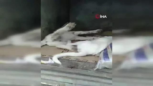 Son dakika haberleri! Polatlı'da 22 köpek zehirlenerek öldürüldü Son dakika haberleri! Polatlı'da 22 köpek zehirlenerek öldürüldü