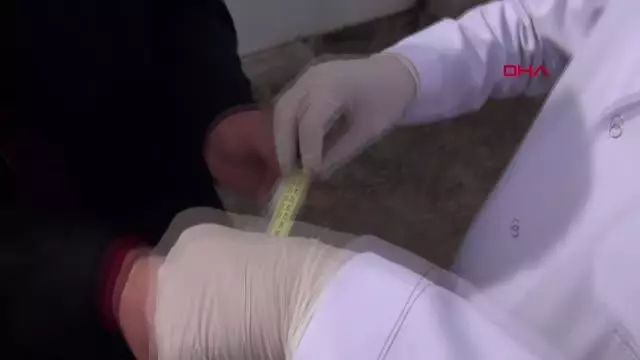 Sivas'ın 'taklacı güvercini' tescillenecek Sivas'ın 'taklacı güvercini' tescillenecek
