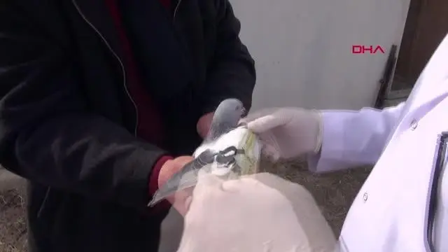 Sivas'ın 'taklacı güvercini' tescillenecek Sivas'ın 'taklacı güvercini' tescillenecek
