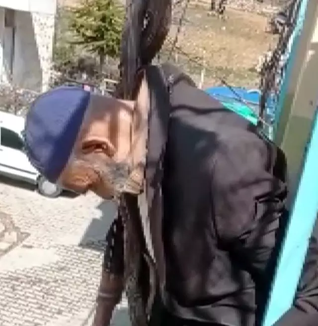 Yaşlı adam çıktığı ağaçta bayılarak asılı kaldı... Görenler şoke oldu