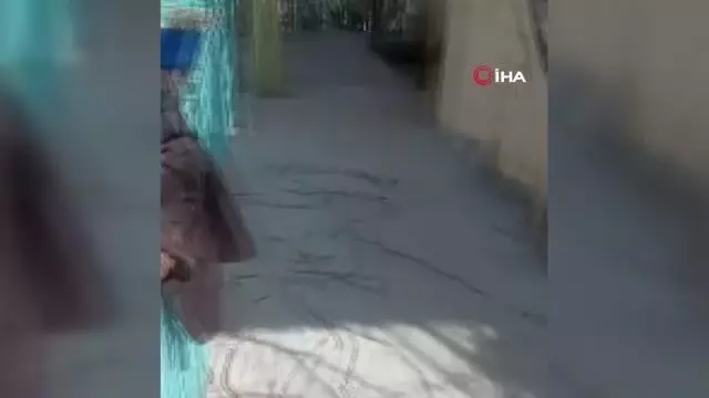 Yaşlı adam çıktığı ağaçta bayılarak asılı kaldı... Görenler şoke oldu