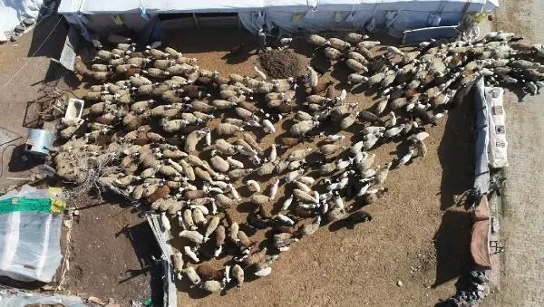 200 kuzunun anneleriyle buluşma anı, dronla görüntülendi 200 kuzunun anneleriyle buluşma anı, dronla görüntülendi