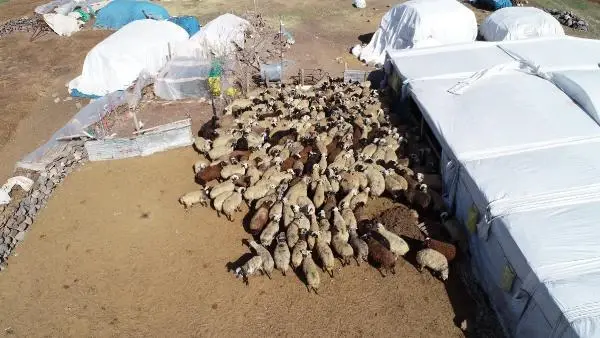 200 kuzunun anneleriyle buluşma anı, dronla görüntülendi 200 kuzunun anneleriyle buluşma anı, dronla görüntülendi