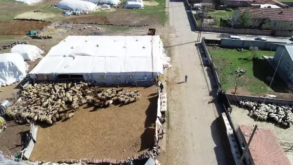200 kuzunun anneleriyle buluşma anı, dronla görüntülendi 200 kuzunun anneleriyle buluşma anı, dronla görüntülendi