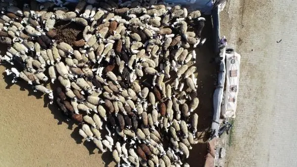 200 kuzunun anneleriyle buluşma anı, dronla görüntülendi 200 kuzunun anneleriyle buluşma anı, dronla görüntülendi