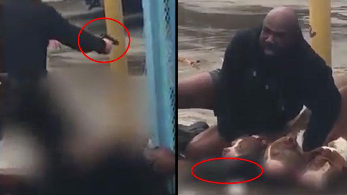 ABD'de 3 pitbull dehşet saçtı! Gördükleri küçük köpeği saniyeler içinde parçaladılar