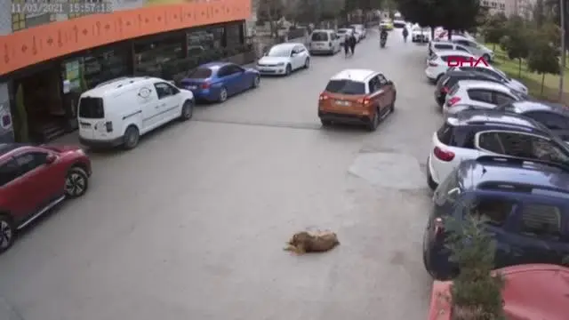ADANA Yerde yatan sokak köpeği, sürücüsünün geri manevra yaptığı otomobilin altında kaldı ADANA Yerde yatan sokak köpeği, sürücüsünün geri manevra yaptığı otomobilin altında kaldı
