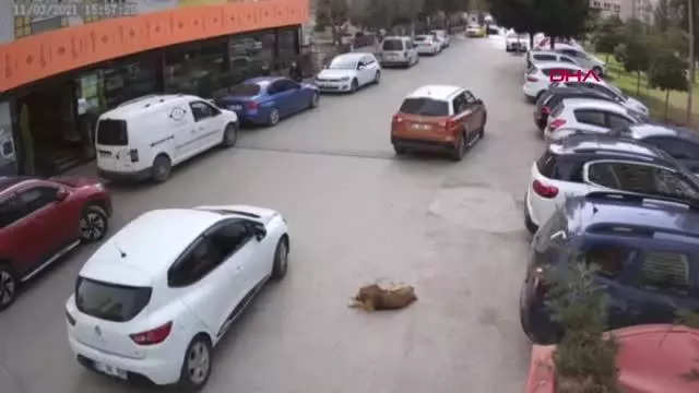 ADANA Yerde yatan sokak köpeği, sürücüsünün geri manevra yaptığı otomobilin altında kaldı ADANA Yerde yatan sokak köpeği, sürücüsünün geri manevra yaptığı otomobilin altında kaldı
