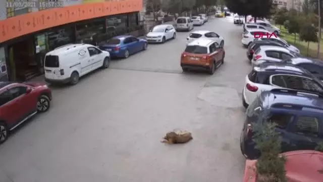 ADANA Yerde yatan sokak köpeği, sürücüsünün geri manevra yaptığı otomobilin altında kaldı ADANA Yerde yatan sokak köpeği, sürücüsünün geri manevra yaptığı otomobilin altında kaldı