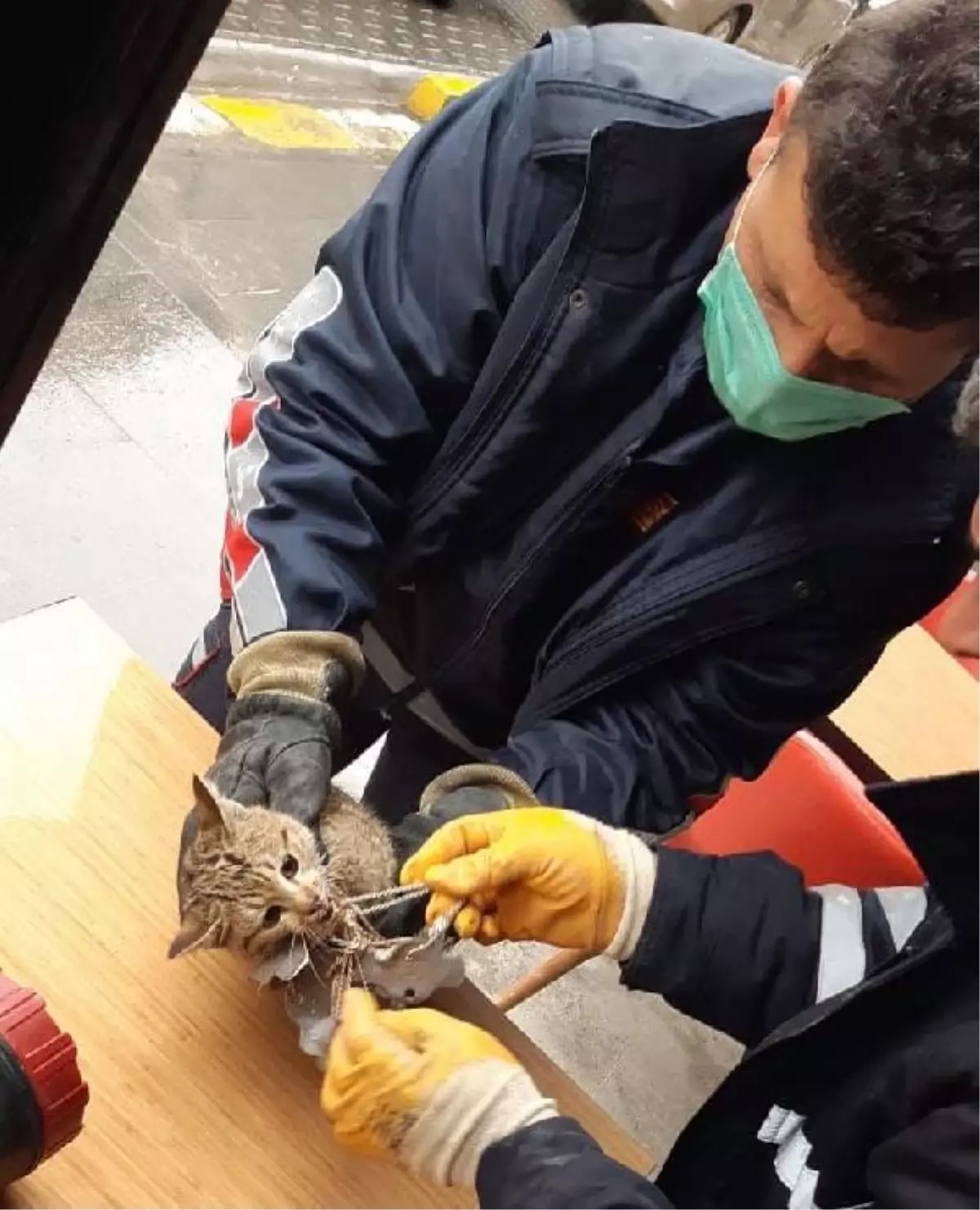 Son dakika haberleri... Araç motoruna sıkışan kedi kurtarıldı, boynundaki kolyeler çıkarıldı