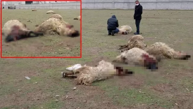 Arazide otlayan 29 koyun öldü! Çoban konuştu: Titreyerek yere yığıldılar, karınları şişip yarıldı Arazide otlayan 29 koyun öldü! Çoban konuştu: Titreyerek yere yığıldılar, karınları şişip yarıldı