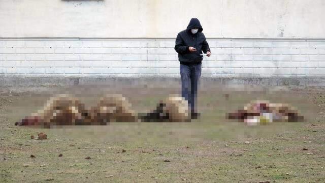 Arazide otlayan 29 koyun öldü! Çoban konuştu: Titreyerek yere yığıldılar, karınları şişip yarıldı Arazide otlayan 29 koyun öldü! Çoban konuştu: Titreyerek yere yığıldılar, karınları şişip yarıldı