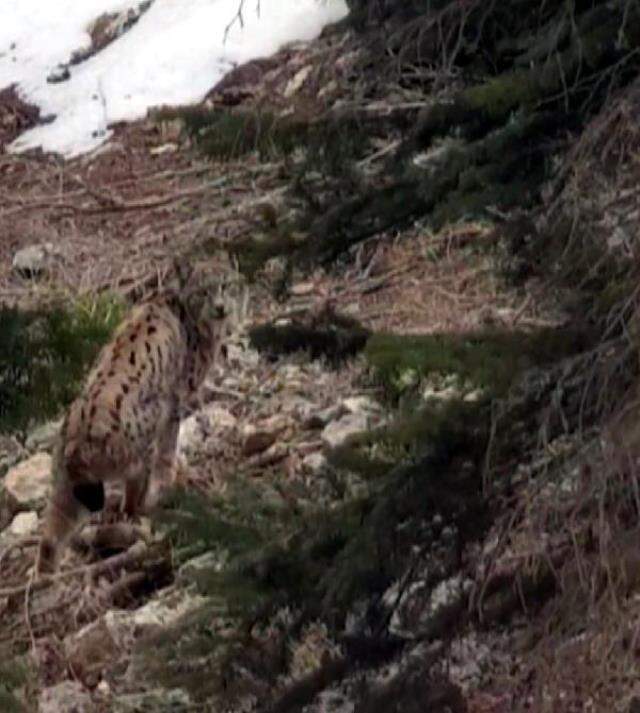Avlamanın cezası 15 bin lira! 'Ormanın hayaleti' bu kez Giresun'da görüldü