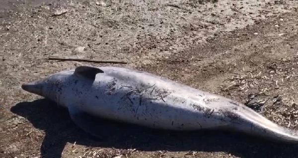 Son dakika haberleri | Ayvalık'ta ölü yunus karaya vurdu