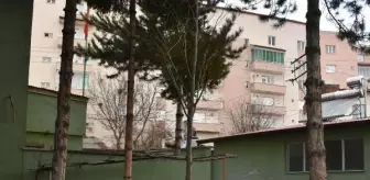 Levent Olgun: Caminin bahçesinde bir kadının kırdığı fidanın yerine ıhlamur ağacı dikildi Levent Olgun: Caminin bahçesinde bir kadının kırdığı fidanın yerine ıhlamur ağacı dikildi
