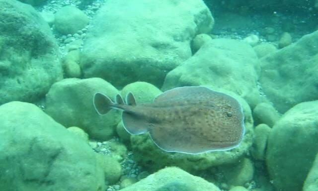 Misinaya dolanan vatozu kurtarmaya çalışan profesör elektrik şokuna maruz kaldı