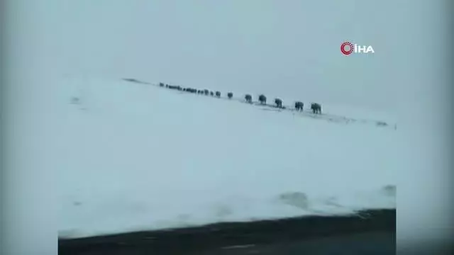 Onlarcası bir arada görüntülenen domuz sürüsü hayrete düşürdü Onlarcası bir arada görüntülenen domuz sürüsü hayrete düşürdü