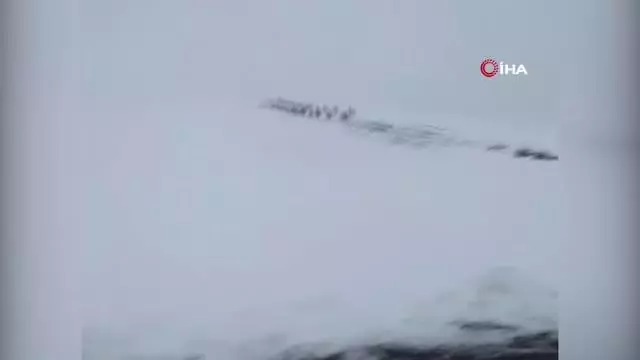 Onlarcası bir arada görüntülenen domuz sürüsü hayrete düşürdü Onlarcası bir arada görüntülenen domuz sürüsü hayrete düşürdü