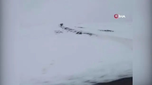 Onlarcası bir arada görüntülenen domuz sürüsü hayrete düşürdü Onlarcası bir arada görüntülenen domuz sürüsü hayrete düşürdü