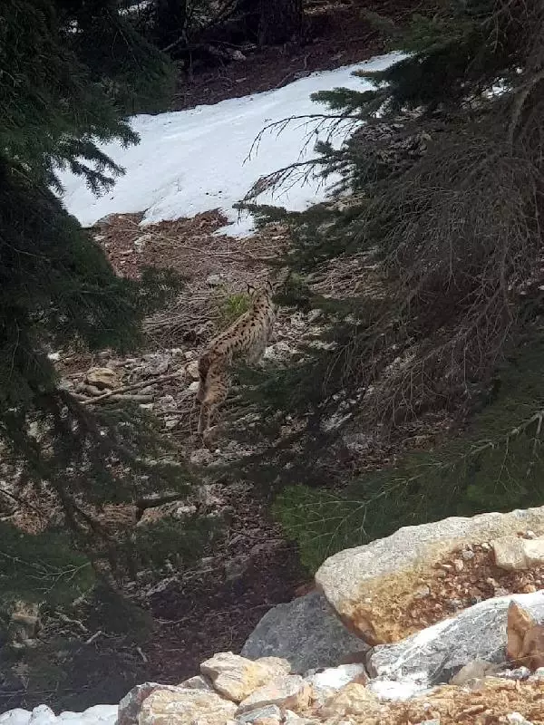 'Ormanın hayaleti' Göksun'da görüldü