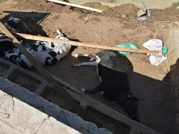 ADANA Yangında evleri yanan çiftin fırtınada inekleri telef oldu ADANA Yangında evleri yanan çiftin fırtınada inekleri telef oldu