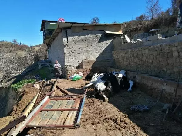 ADANA Yangında evleri yanan çiftin fırtınada inekleri telef oldu ADANA Yangında evleri yanan çiftin fırtınada inekleri telef oldu