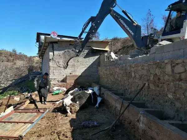 ADANA Yangında evleri yanan çiftin fırtınada inekleri telef oldu ADANA Yangında evleri yanan çiftin fırtınada inekleri telef oldu
