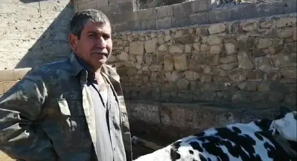 ADANA Yangında evleri yanan çiftin fırtınada inekleri telef oldu ADANA Yangında evleri yanan çiftin fırtınada inekleri telef oldu