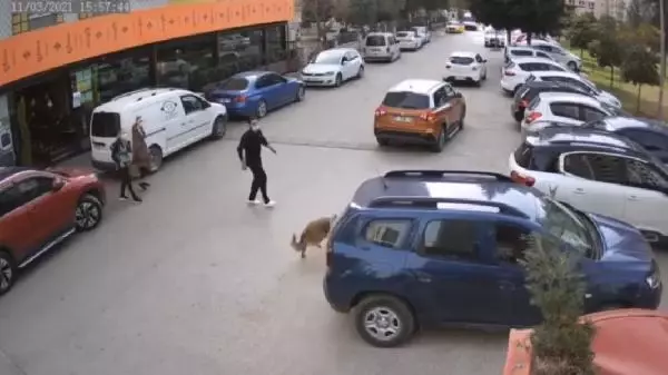 ADANA Yerde yatan sokak köpeği, sürücüsünün geri manevra yaptığı otomobilin altında kaldı ADANA Yerde yatan sokak köpeği, sürücüsünün geri manevra yaptığı otomobilin altında kaldı