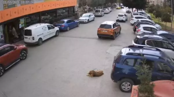 ADANA Yerde yatan sokak köpeği, sürücüsünün geri manevra yaptığı otomobilin altında kaldı ADANA Yerde yatan sokak köpeği, sürücüsünün geri manevra yaptığı otomobilin altında kaldı