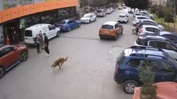 ADANA Yerde yatan sokak köpeği, sürücüsünün geri manevra yaptığı otomobilin altında kaldı ADANA Yerde yatan sokak köpeği, sürücüsünün geri manevra yaptığı otomobilin altında kaldı