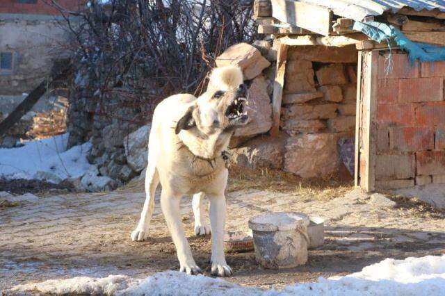 2 kangal köpeği sürüye yaklaşan ayıyı böyle kovaladı