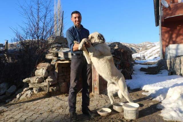 2 kangal köpeği sürüye yaklaşan ayıyı böyle kovaladı 2 kangal köpeği sürüye yaklaşan ayıyı böyle kovaladı