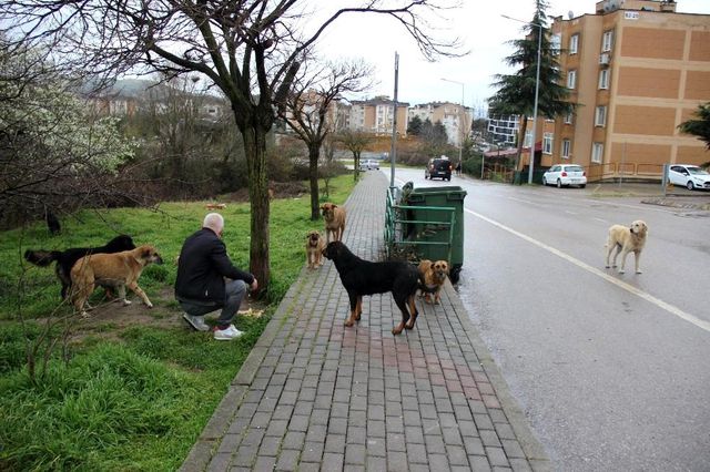 cig etle beslenen kopekler mahallede tehlike 7 13990959 o