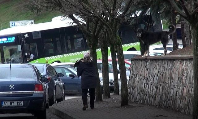 cig etle beslenen kopekler mahallede tehlike 9 13990959 o