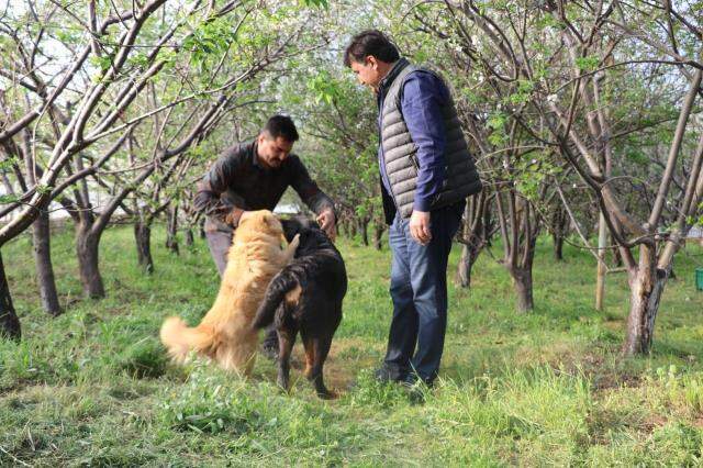 Fiyatı altınla yarışan erik hırsızların hedefi olunca seralar köpeklere emanet edildi