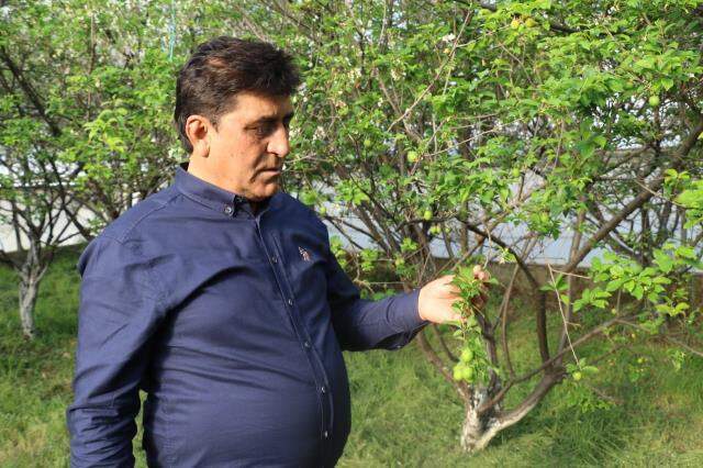 Fiyatı altınla yarışan erik hırsızların hedefi olunca seralar köpeklere emanet edildi