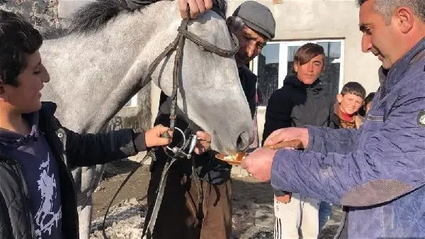 Şampiyon yarış atı Kelebek'e pastalı doğum günü Şampiyon yarış atı Kelebek'e pastalı doğum günü