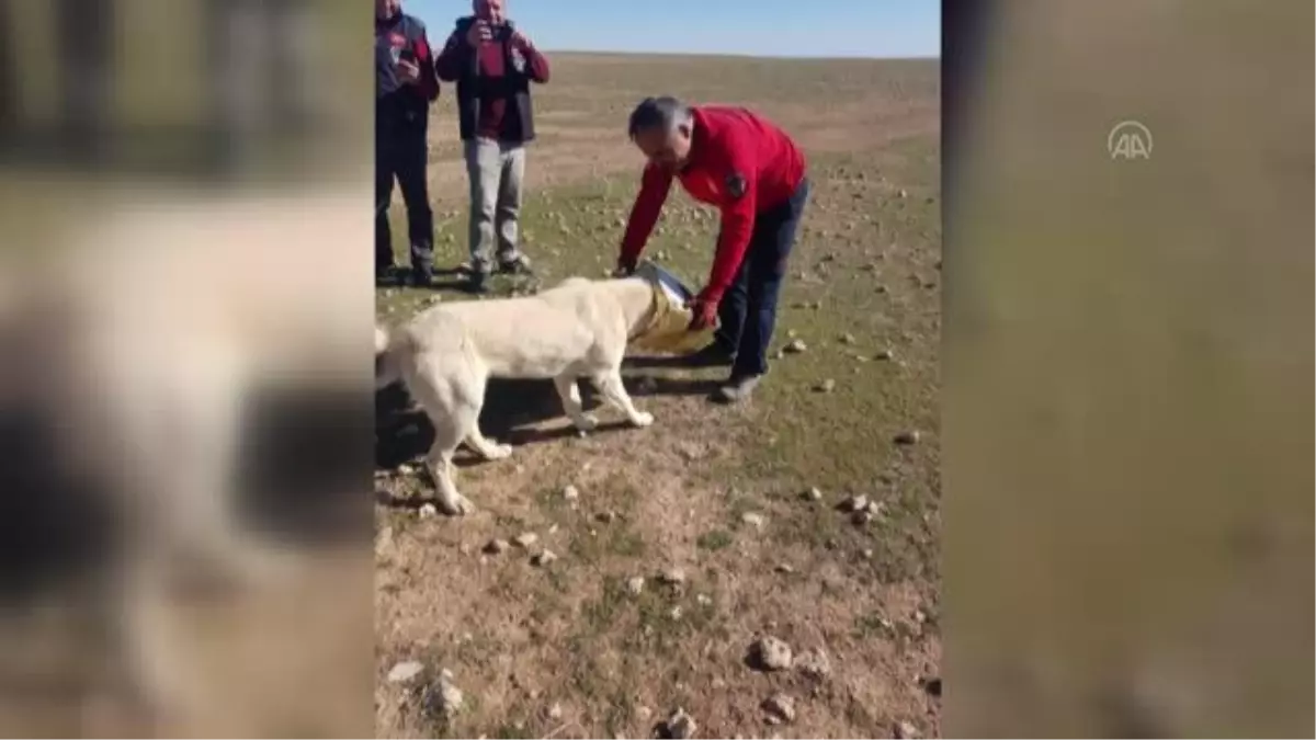 ŞANLIURFA Demir korkuluklarına sıkışan çocuk, itfaiye ekiplerince