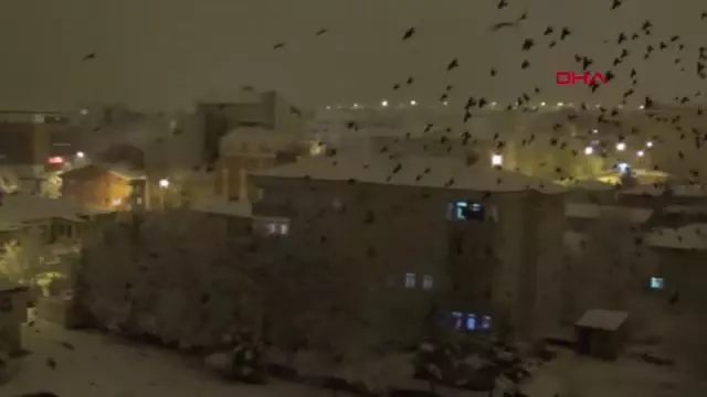 Ardahan'ı istila eden kargalar bu kez gece ortaya çıktı Ardahan'ı istila eden kargalar bu kez gece ortaya çıktı