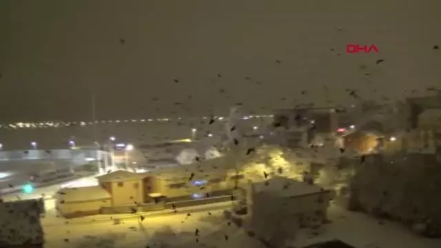 Ardahan'ı istila eden kargalar bu kez gece ortaya çıktı Ardahan'ı istila eden kargalar bu kez gece ortaya çıktı