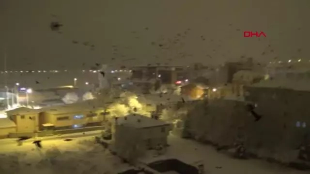 Ardahan'ı istila eden kargalar bu kez gece ortaya çıktı Ardahan'ı istila eden kargalar bu kez gece ortaya çıktı
