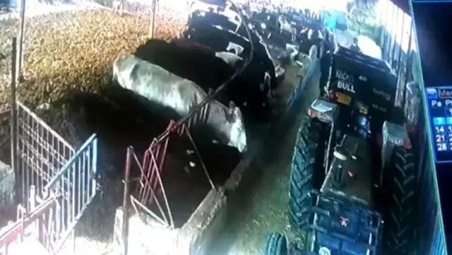 Aşıdan korkan hayvanlar ahırın demirlerini söktü! İlginç anlar kameraya yansıdı Aşıdan korkan hayvanlar ahırın demirlerini söktü! İlginç anlar kameraya yansıdı