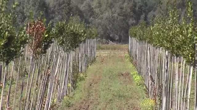 Bilinçli tarımla üretilen tıbbi ve aromatik bitkiler çiftçiye gelir sağlayacak Bilinçli tarımla üretilen tıbbi ve aromatik bitkiler çiftçiye gelir sağlayacak