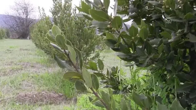 Bilinçli tarımla üretilen tıbbi ve aromatik bitkiler çiftçiye gelir sağlayacak Bilinçli tarımla üretilen tıbbi ve aromatik bitkiler çiftçiye gelir sağlayacak